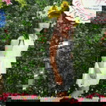 Vy Bằng profile icon