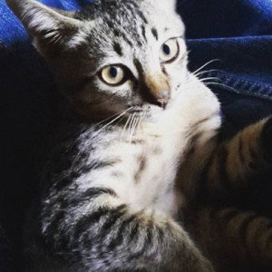 mamamia profile icon