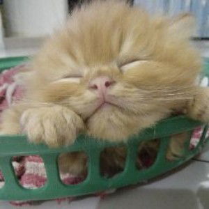 Nuur Erisya profile icon