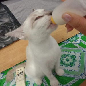 Ann Lee profile icon