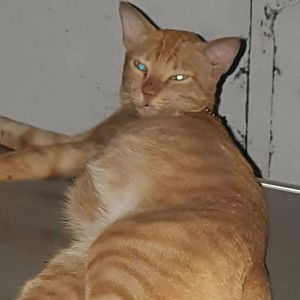 Chrysan M. Gumamela profile icon