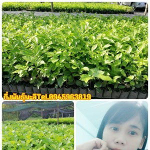 ต้นมะลิ กิ่งมะลิ profile icon