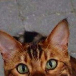 Ashika Diamond profile icon