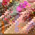 Mentari profile icon