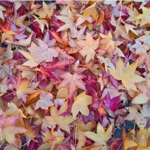 Madre Intan Oktavia profile icon