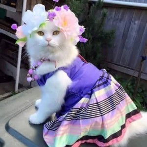 Ram Lah profile icon