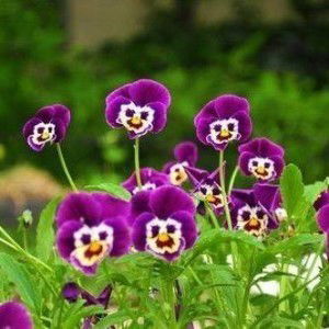 Is Aquariuss profile icon