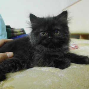 Oil Prmp profile icon