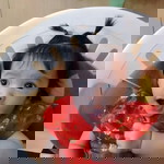 Hiranya Pachmom profile icon