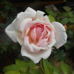 HepiMommy profile icon