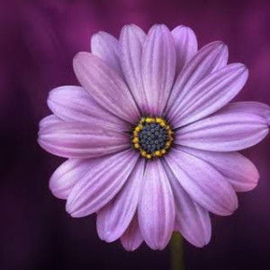 lukhlu rafika profile icon