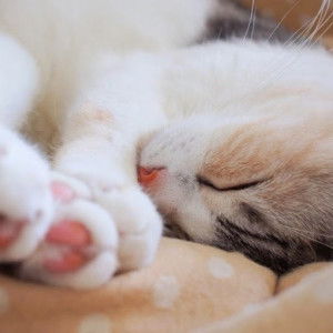 amelinda iskharfa profile icon