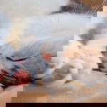 amelinda iskharfa profile icon