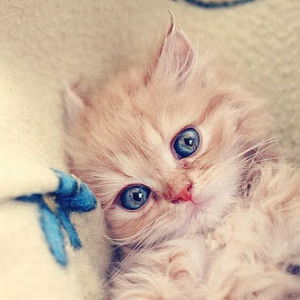 nawang wulandari profile icon