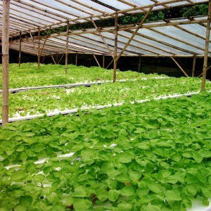 Ivanya Meisya Indah profile icon