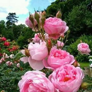 Laily Gayatri profile icon