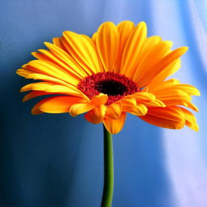 rungtawan pantawong profile icon