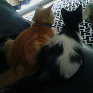 SAFARIZA AKHMAT profile icon