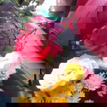 Ariyanti Nur profile icon