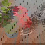 Zia Luluk Al Kaffa profile icon