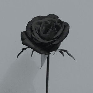 mawar hitam profile icon