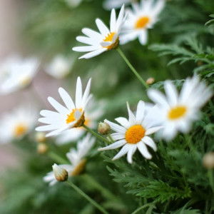 mr sunshine profile icon