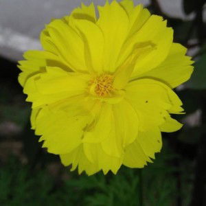 Merlyn Romannce profile icon