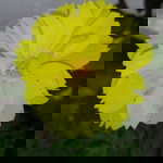 Merlyn Romannce profile icon