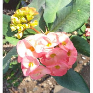 Anik Sulistiana profile icon