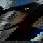 Suci R Driawijaya profile icon