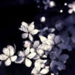 princess profile icon