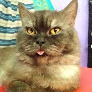 Aien Ashraff profile icon