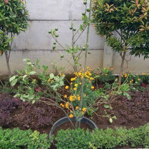 Tan Che Cellewedd Sangadd profile icon