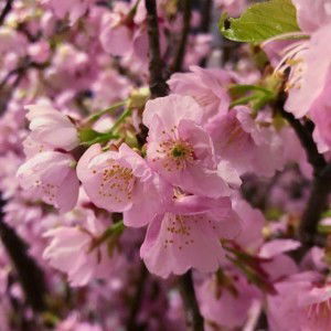 Erma Andriany profile icon