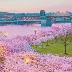 Sakura Kristal profile icon