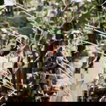 Bevs P Leoncio Alimahan profile icon