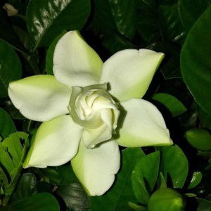 Gạt Đi Nước Mắt profile icon