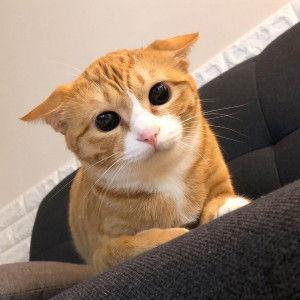 Pipleng Benchawan KD profile icon