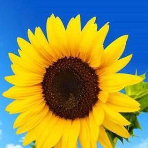 Nurjanah Tachril profile icon