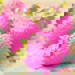 Pink Vanilla profile icon