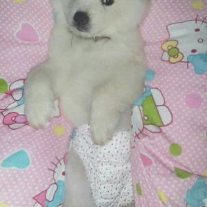 sanjaeline Lovelove profile icon