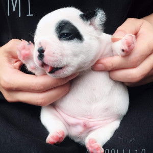 Natcha Phanthalai profile icon