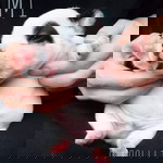 Natcha Phanthalai profile icon