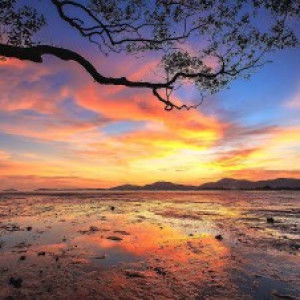 P-Phapatsara profile icon