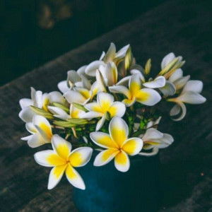 Mama Nya Rabbani profile icon