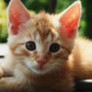 Amira Rasdi profile icon