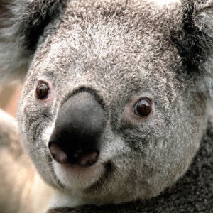 Nurrul Widyawaty profile icon