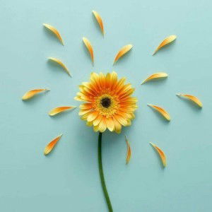 Safira Hasan Hamdun profile icon