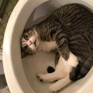 Aisha Piya profile icon