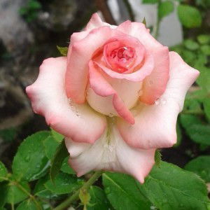 Nur Rani Syairah profile icon